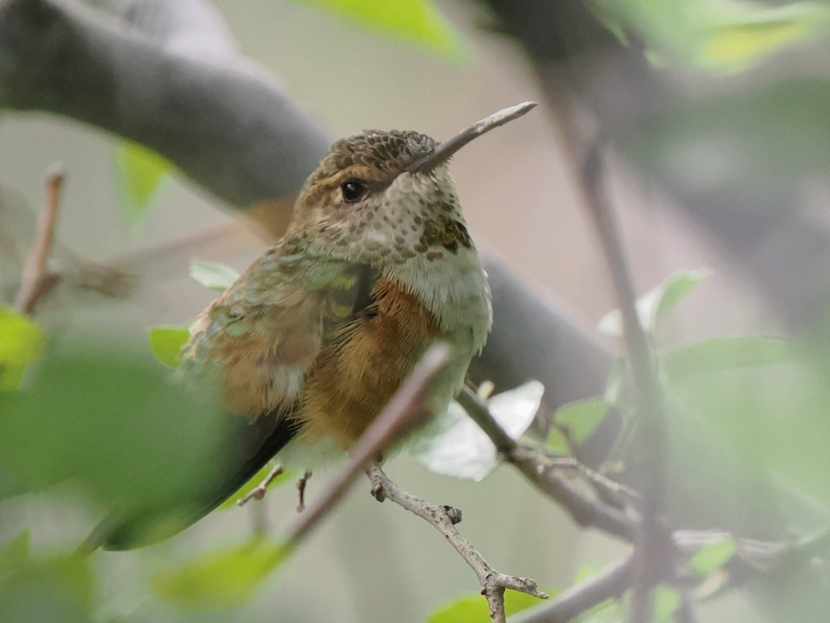 Rufous Hummingbird - Scott Tuthill