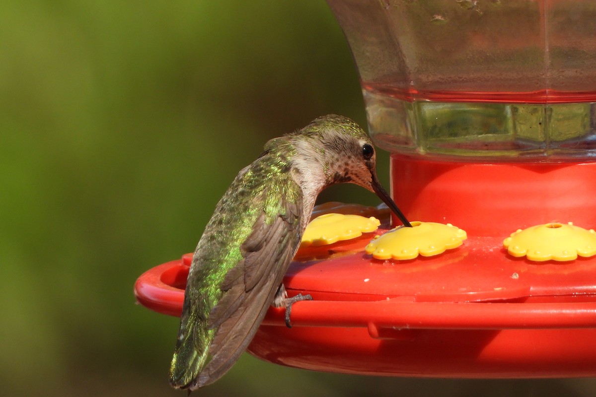 Anna's Hummingbird - ML617908084