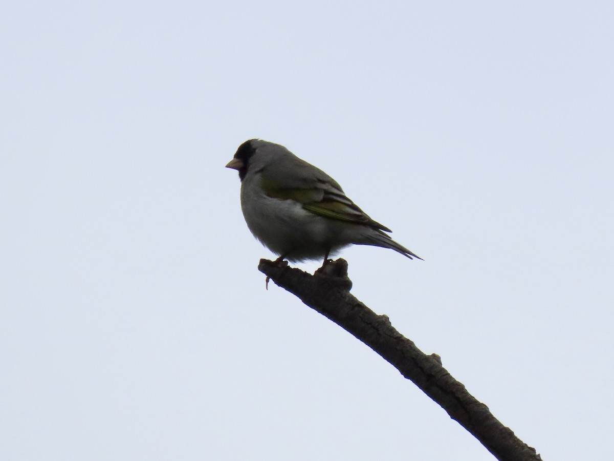 Lawrence's Goldfinch - ML617908113