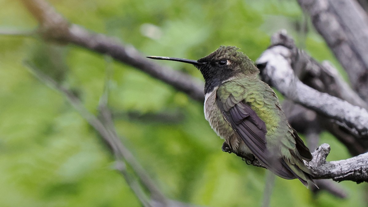 Black-chinned Hummingbird - ML617908116