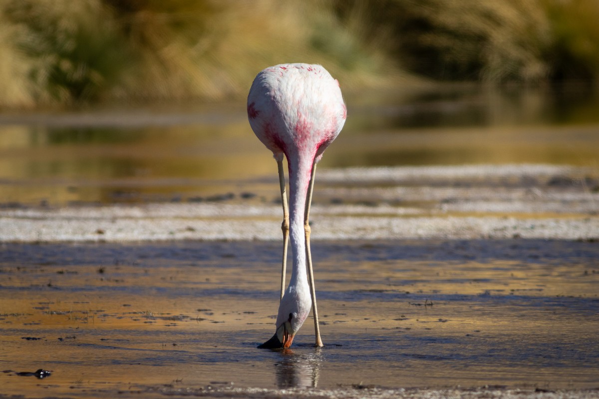 Andean Flamingo - ML617908153