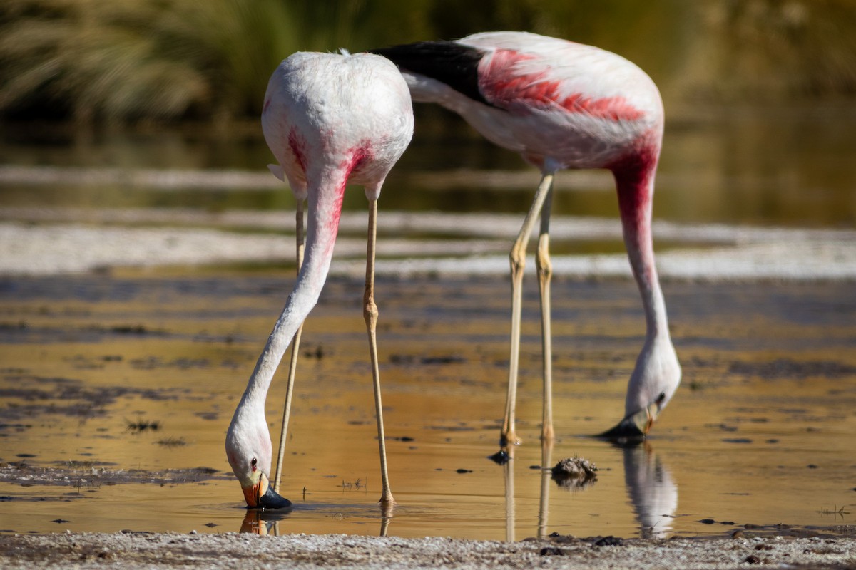 Andean Flamingo - ML617908156
