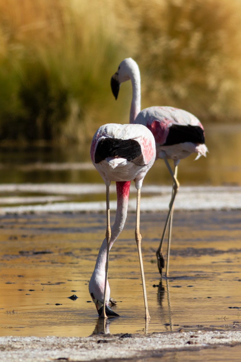 Andean Flamingo - ML617908160