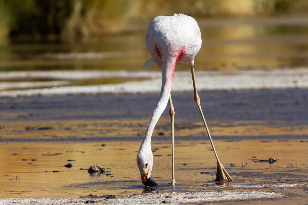 Andean Flamingo - ML617908162