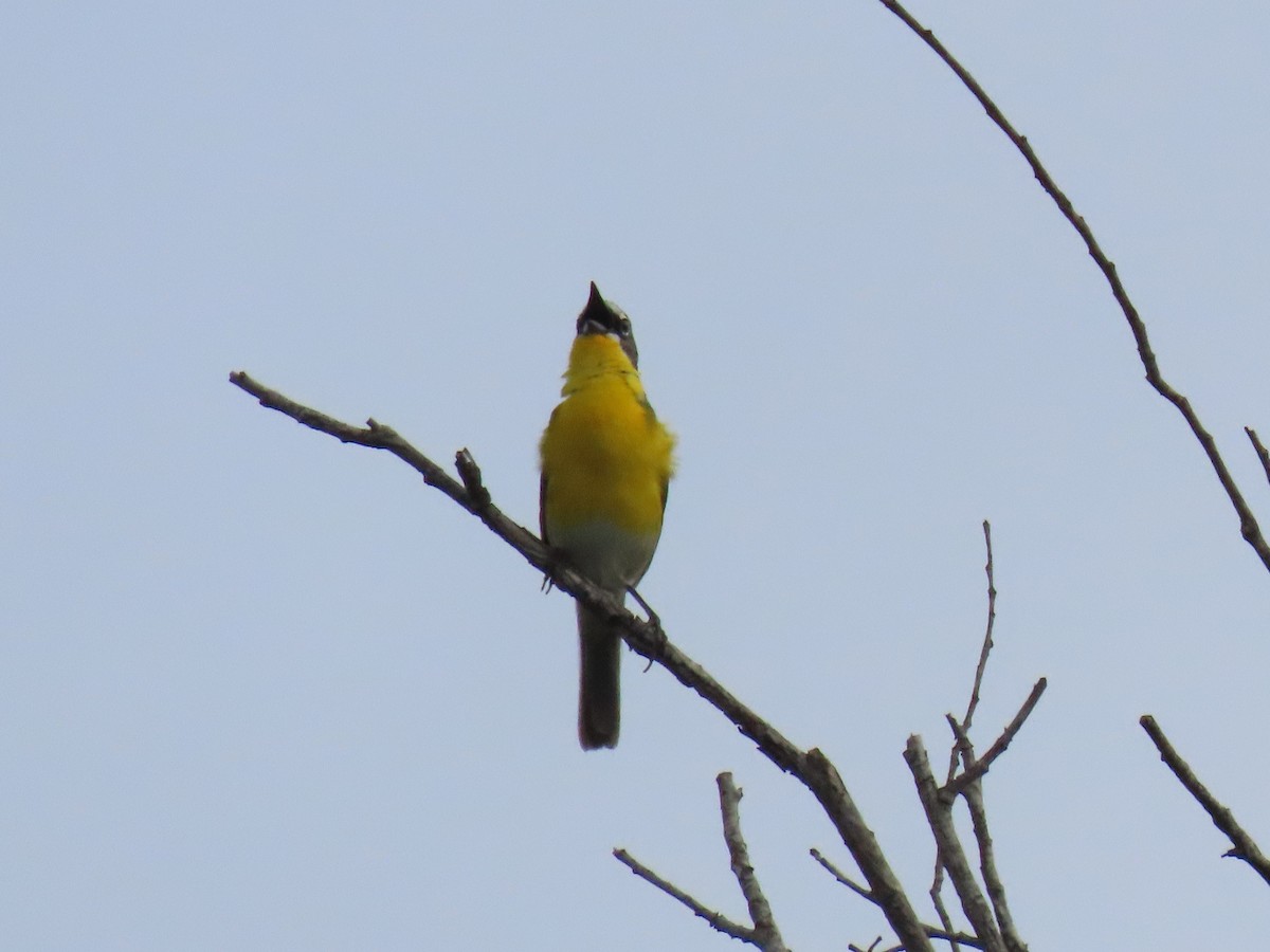 Yellow-breasted Chat - ML617908175
