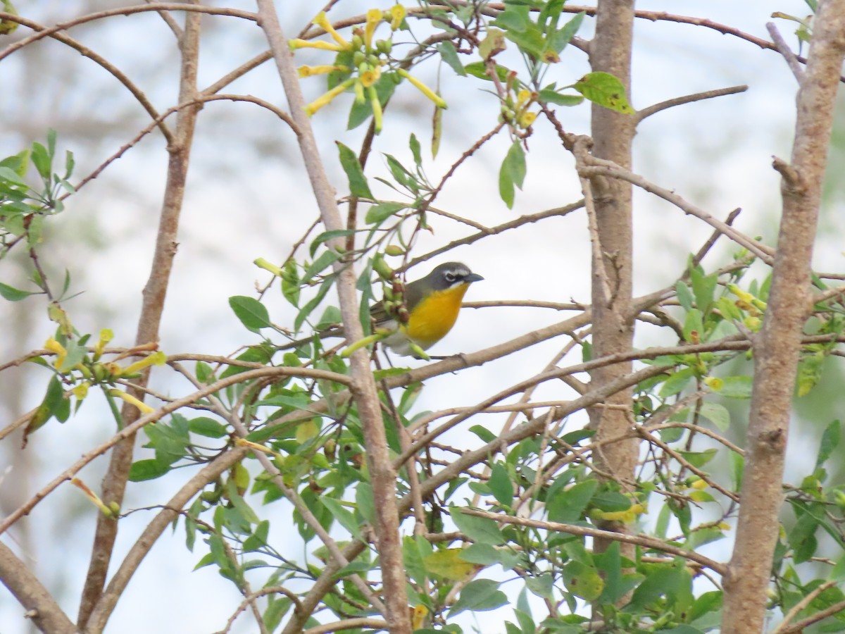 Yellow-breasted Chat - ML617908176
