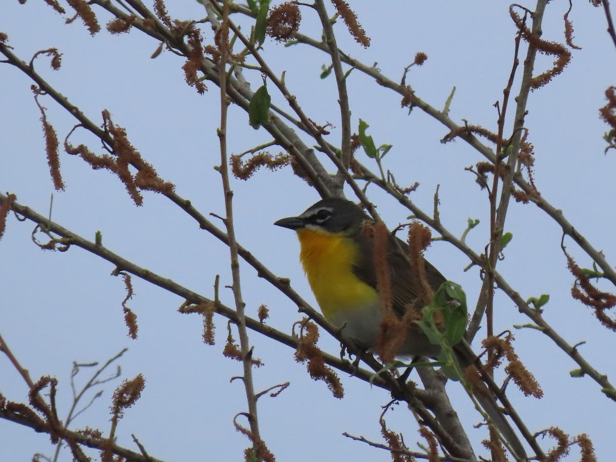 Yellow-breasted Chat - ML617908177