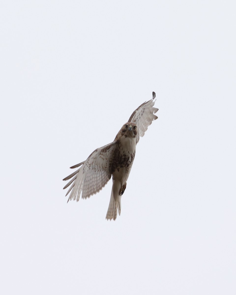 Red-tailed Hawk - ML617908186