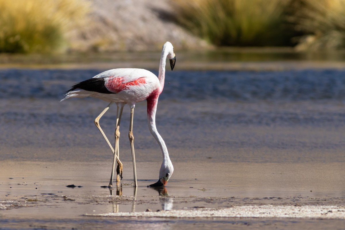 Andean Flamingo - ML617908187