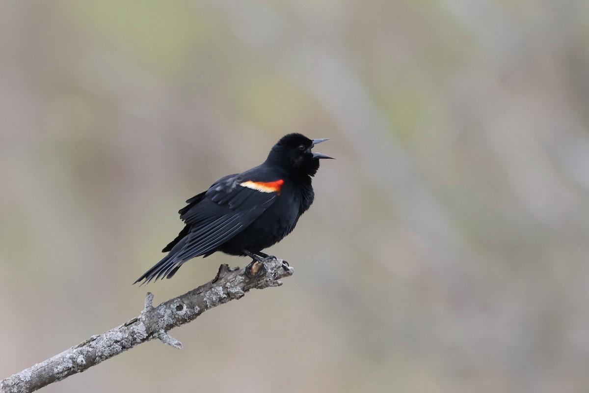 Red-winged Blackbird - ML617908189