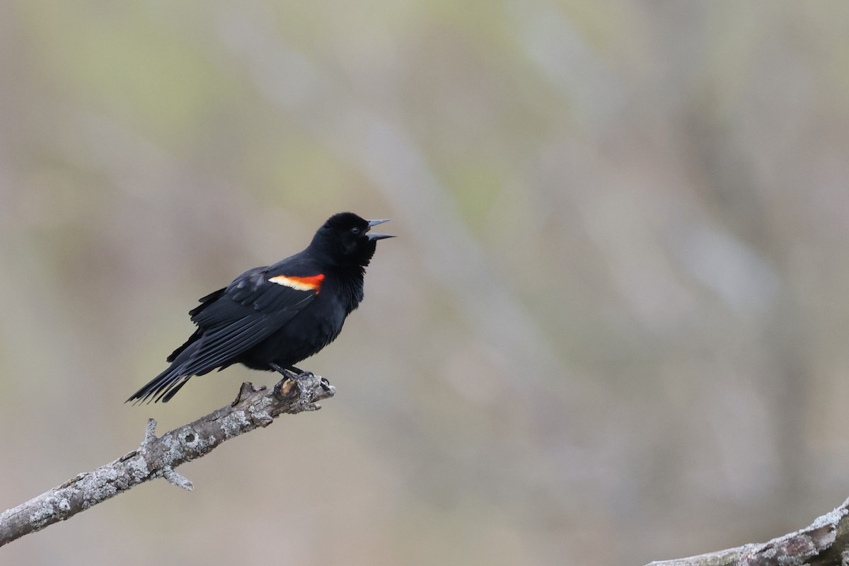 Red-winged Blackbird - ML617908190