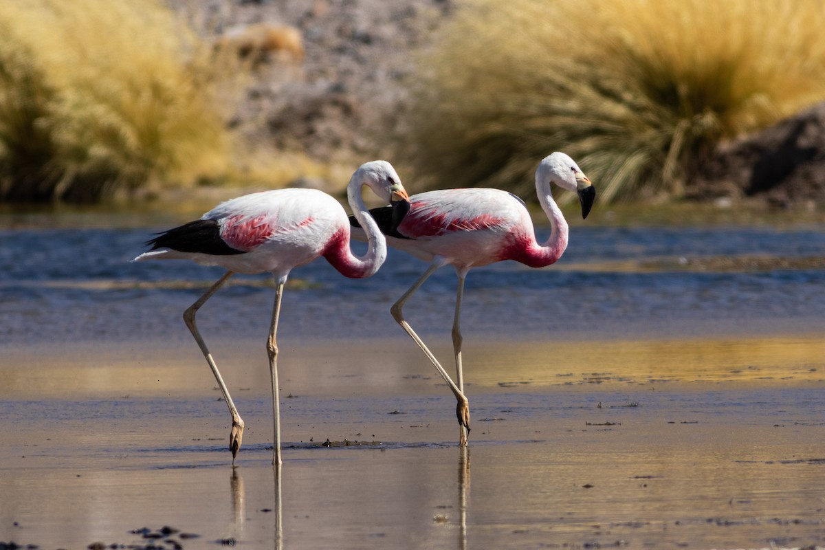 Andean Flamingo - ML617908191