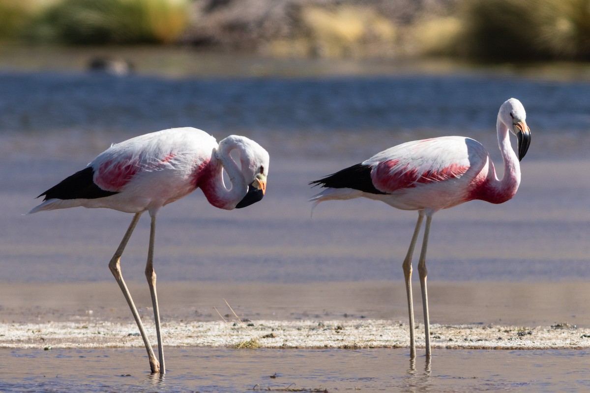 Andean Flamingo - ML617908192