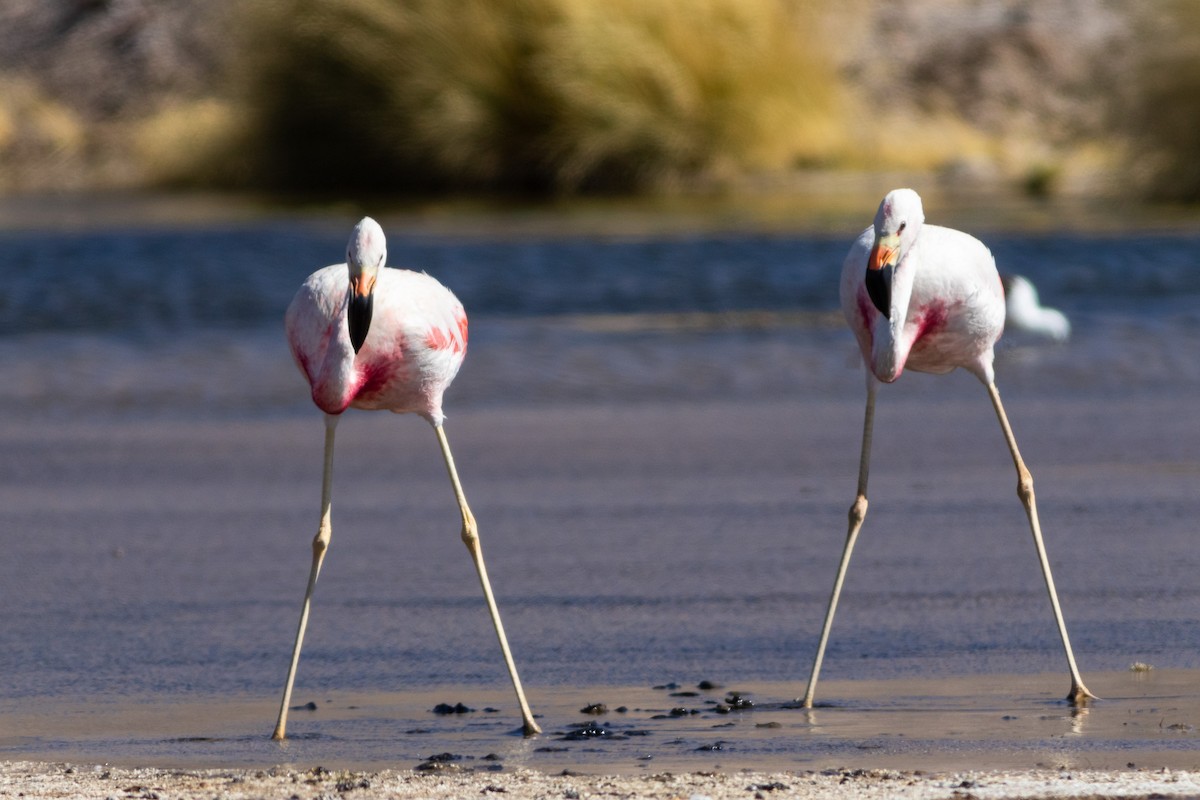 Andean Flamingo - ML617908193