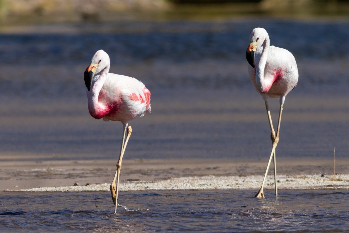 Andean Flamingo - ML617908196