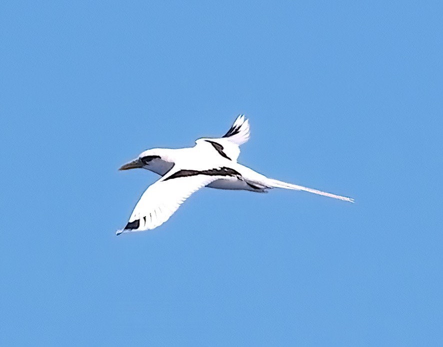 White-tailed Tropicbird (Pacific) - ML617908200