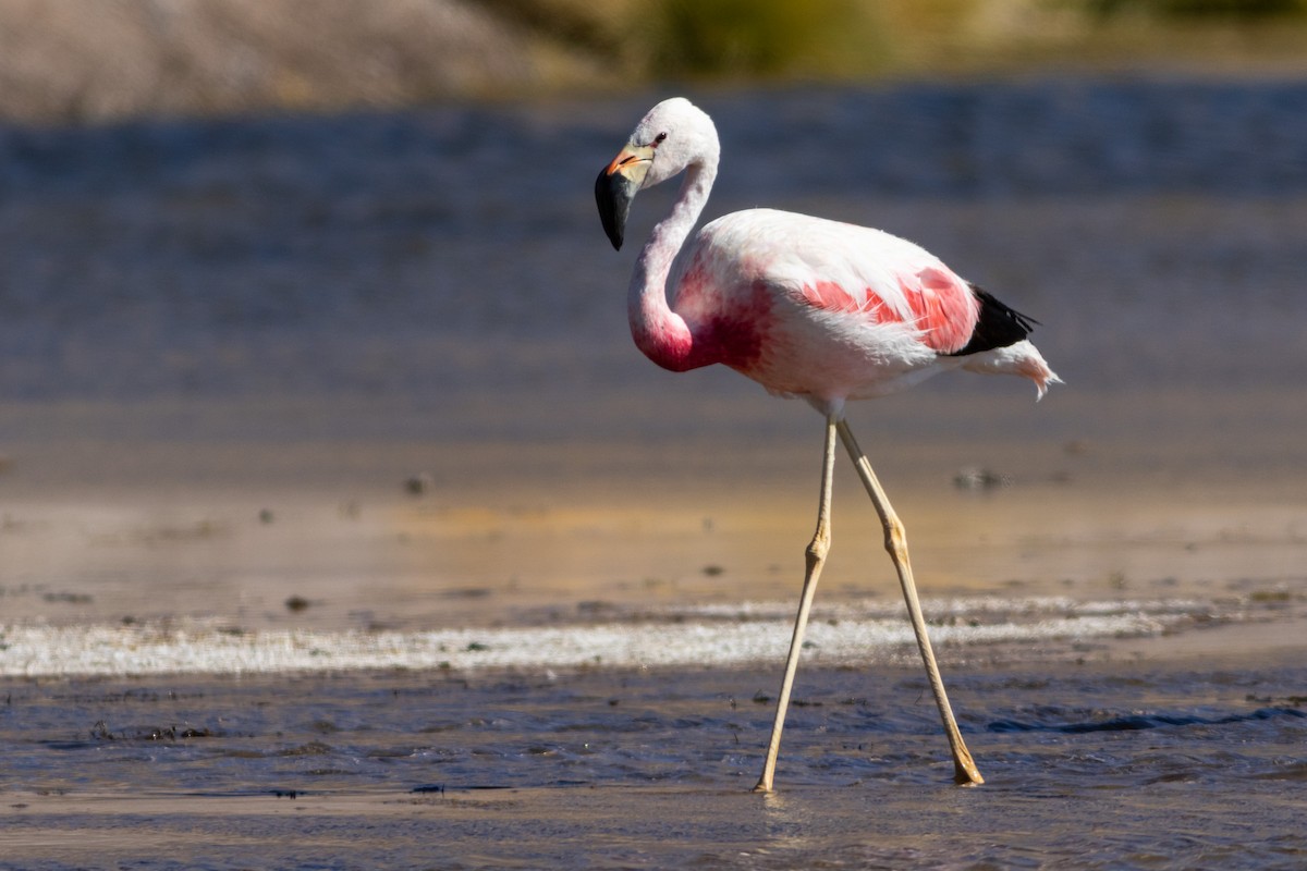 Andean Flamingo - ML617908201
