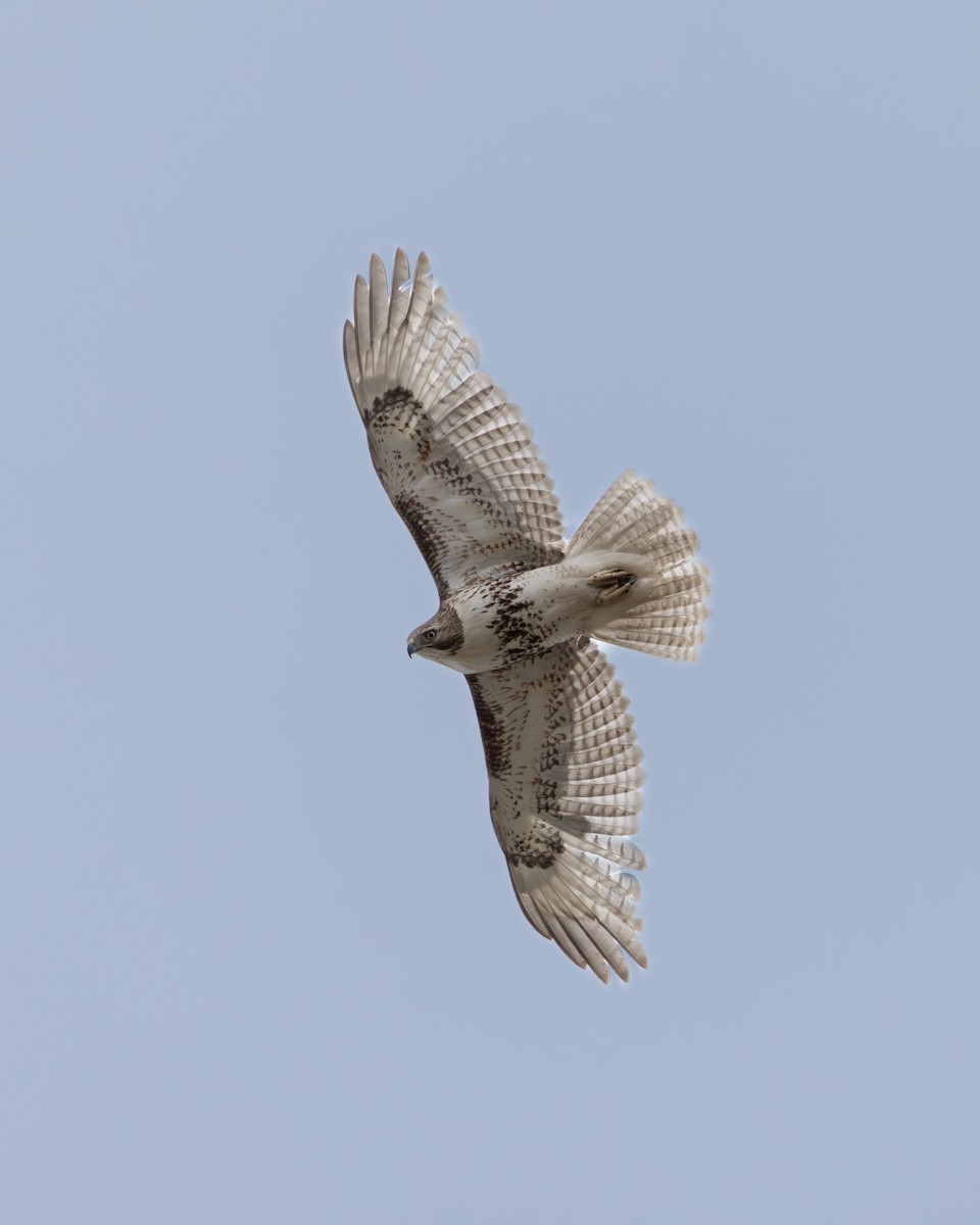 Red-tailed Hawk - ML617908207