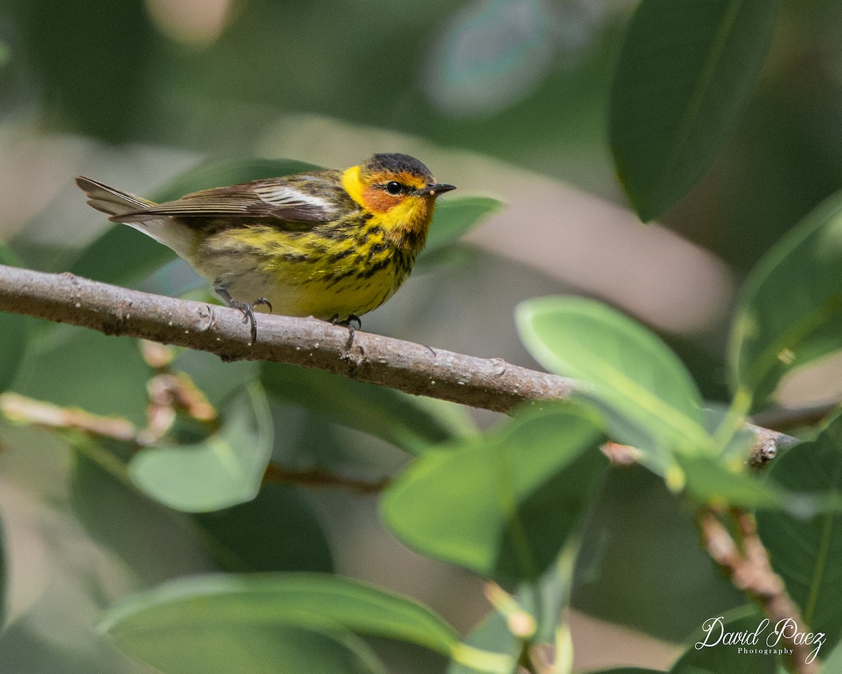 Cape May Warbler - ML617908259