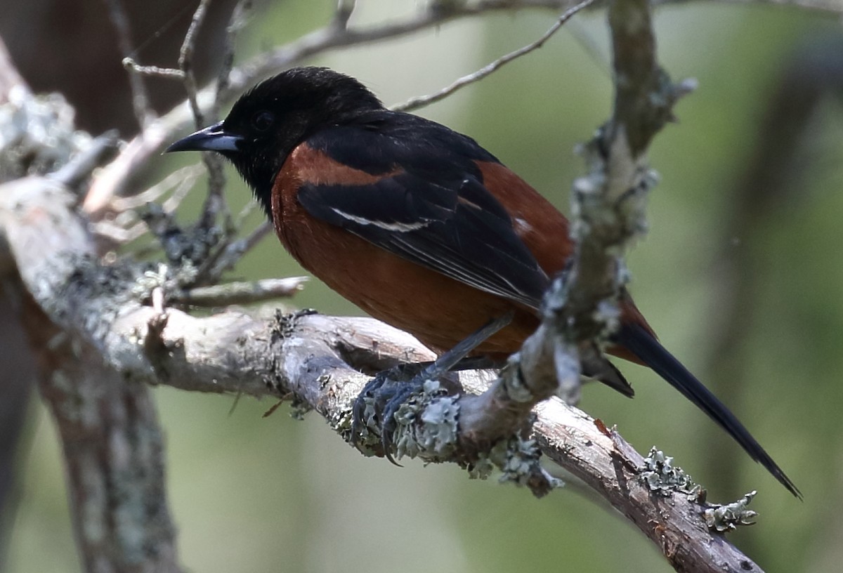 Orchard Oriole - ML617908262