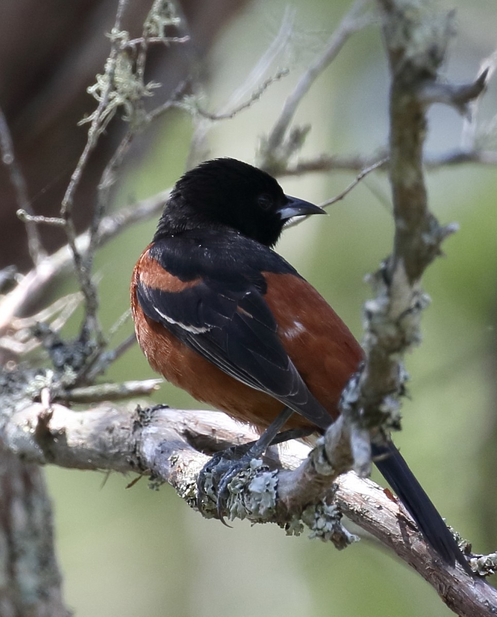 Orchard Oriole - ML617908263