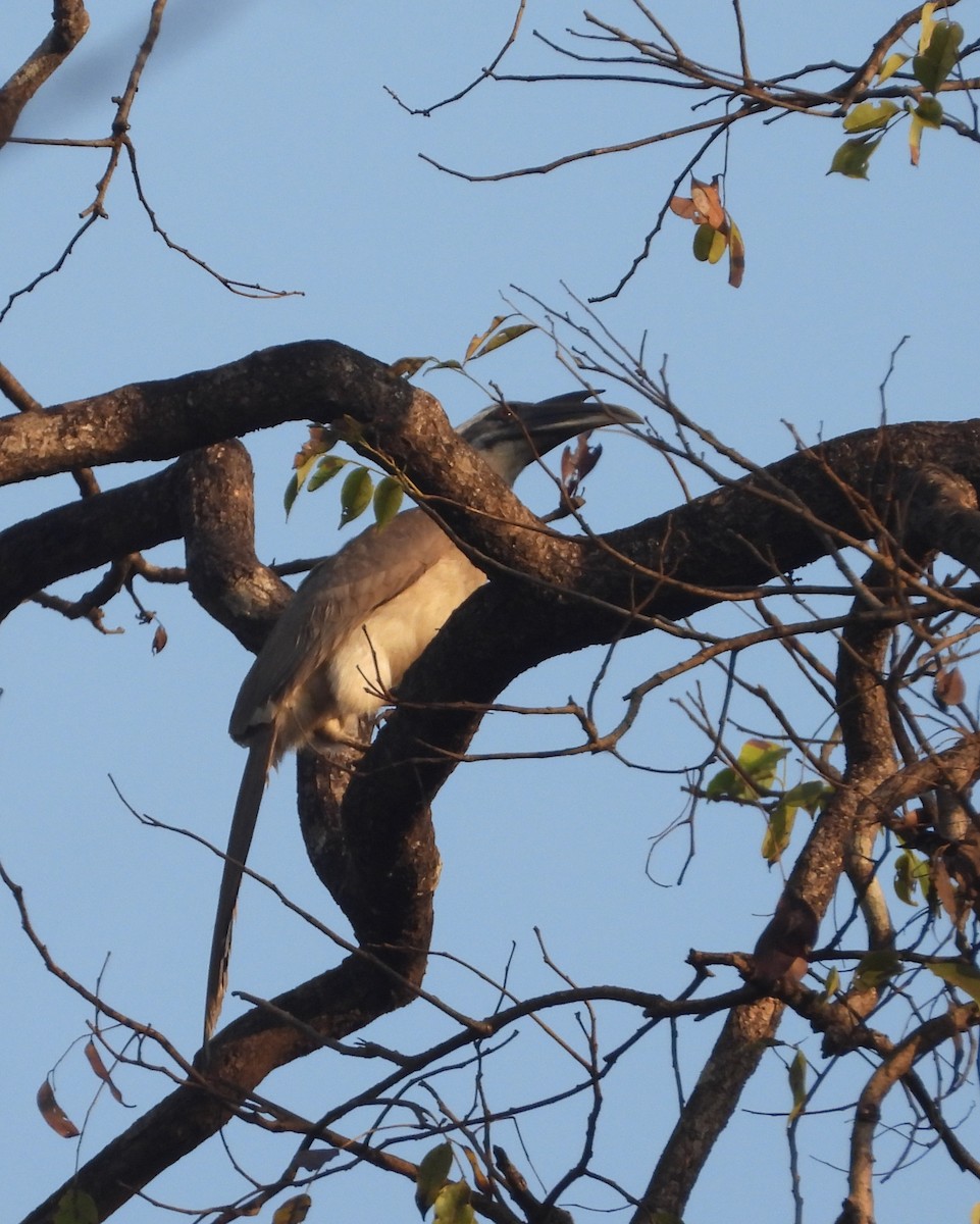 Indian Gray Hornbill - ML617908287