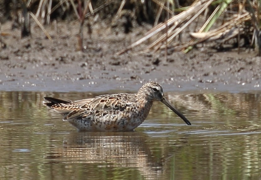 Long-billed Dowitcher - ML617908317