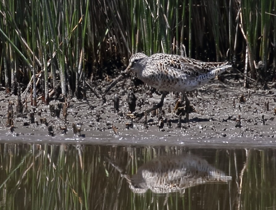 Long-billed Dowitcher - ML617908318