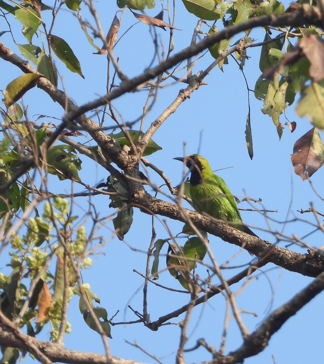 Golden-fronted Leafbird - Kalpesh Gaitonde