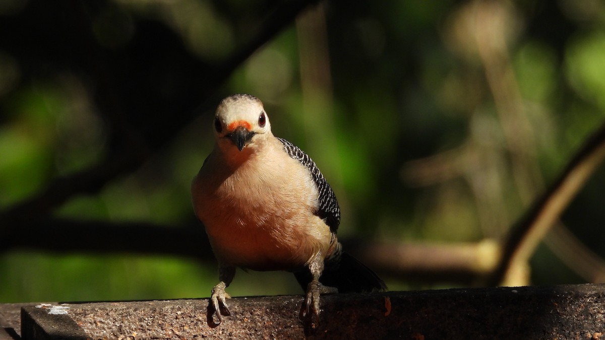 Golden-fronted Woodpecker - Chuck Schussman