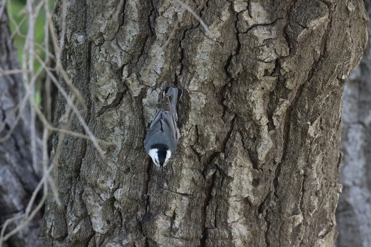 White-breasted Nuthatch (Pacific) - ML617908337