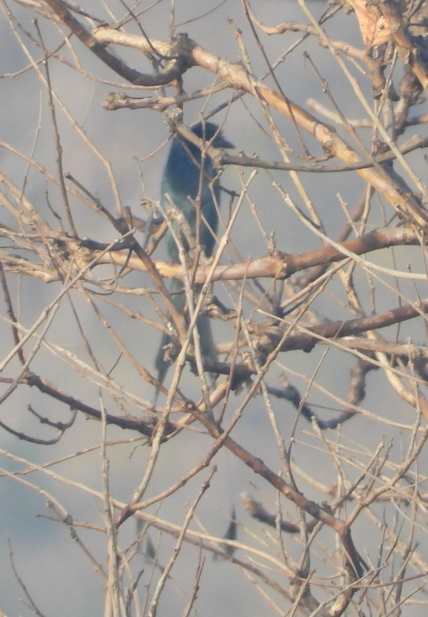 Greater Racket-tailed Drongo - Kalpesh Gaitonde