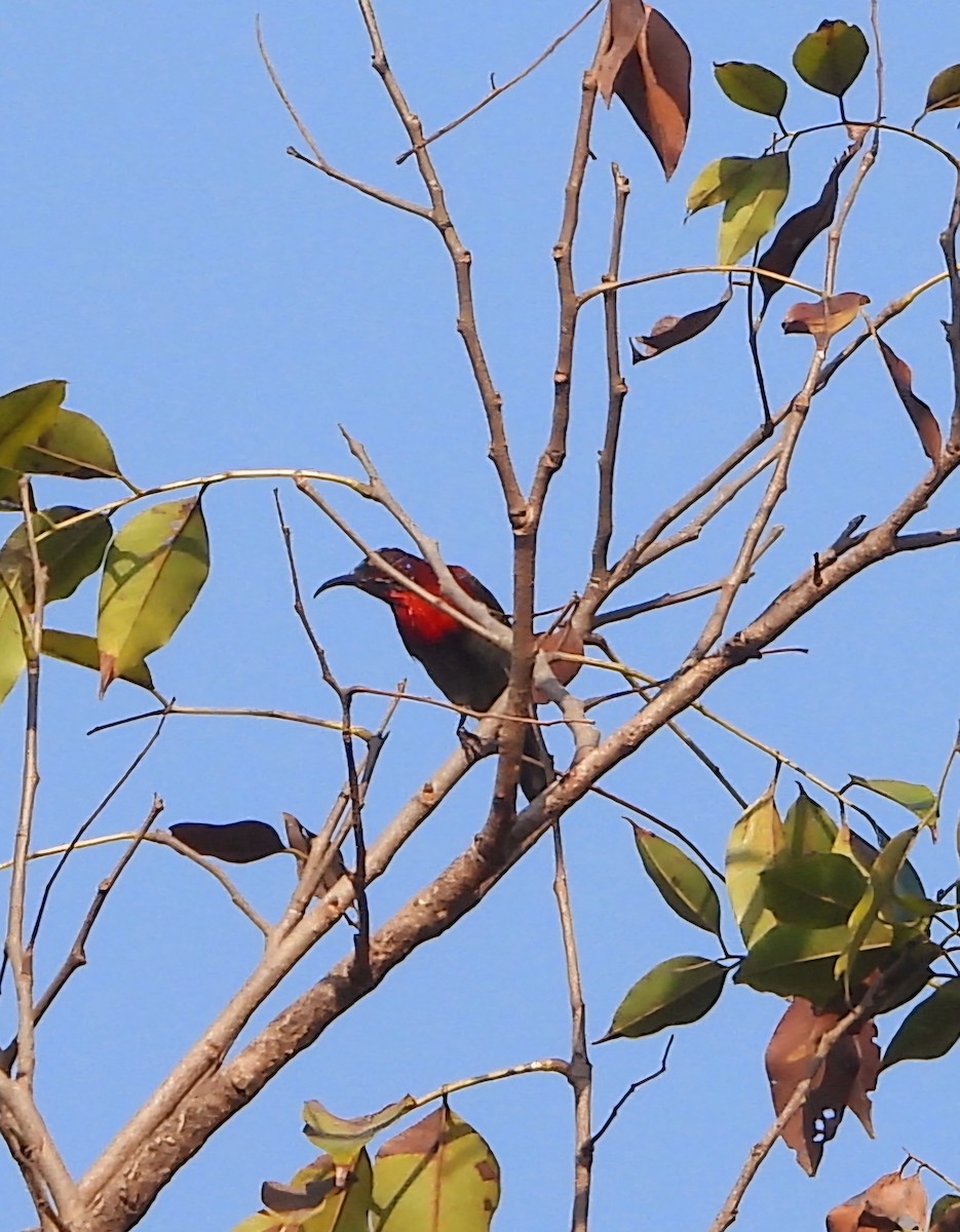 Vigors's Sunbird - Kalpesh Gaitonde