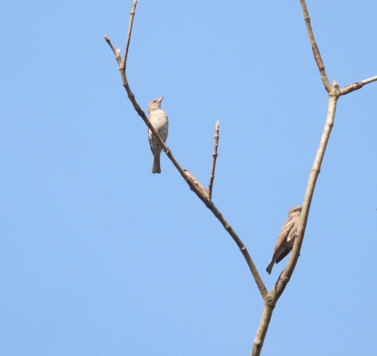 Yellow-throated Sparrow - Kalpesh Gaitonde