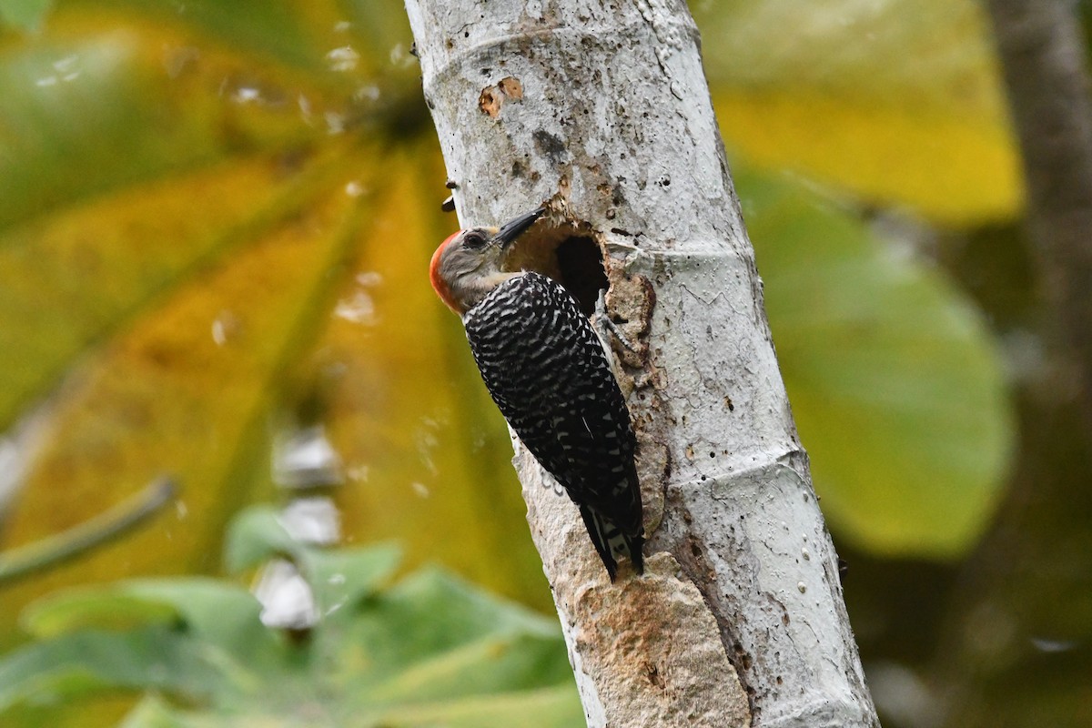 Red-crowned Woodpecker - Jessy Lopez Herra