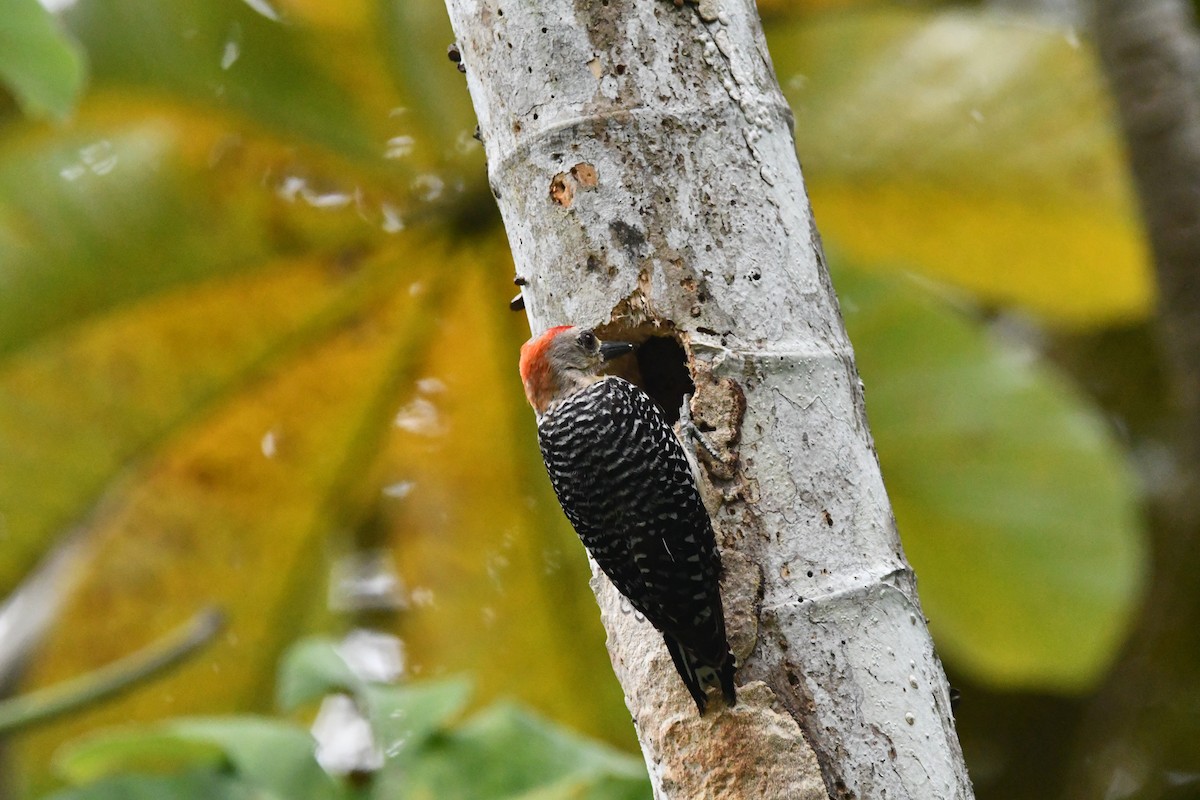 Red-crowned Woodpecker - ML617908579