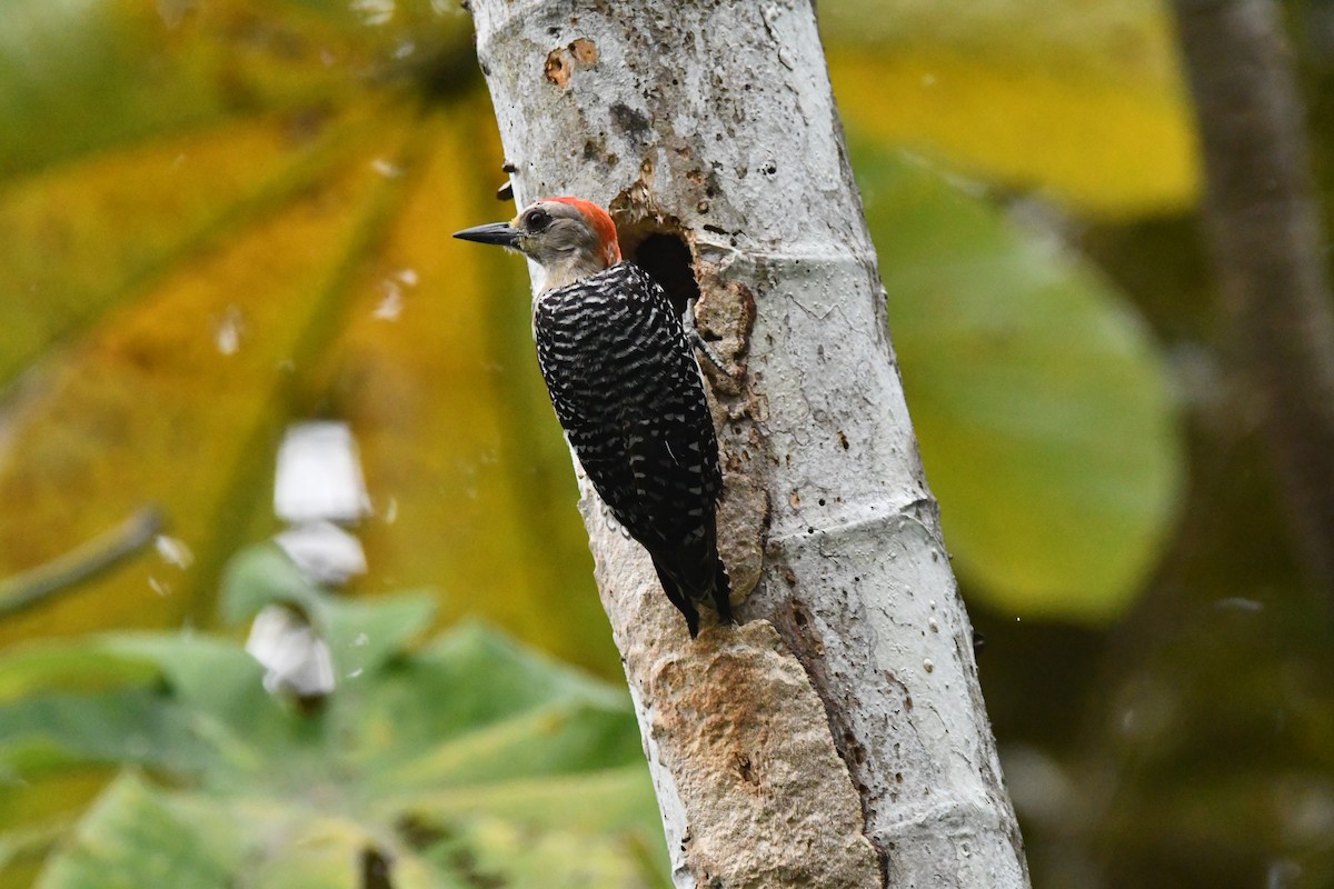 Red-crowned Woodpecker - ML617908580