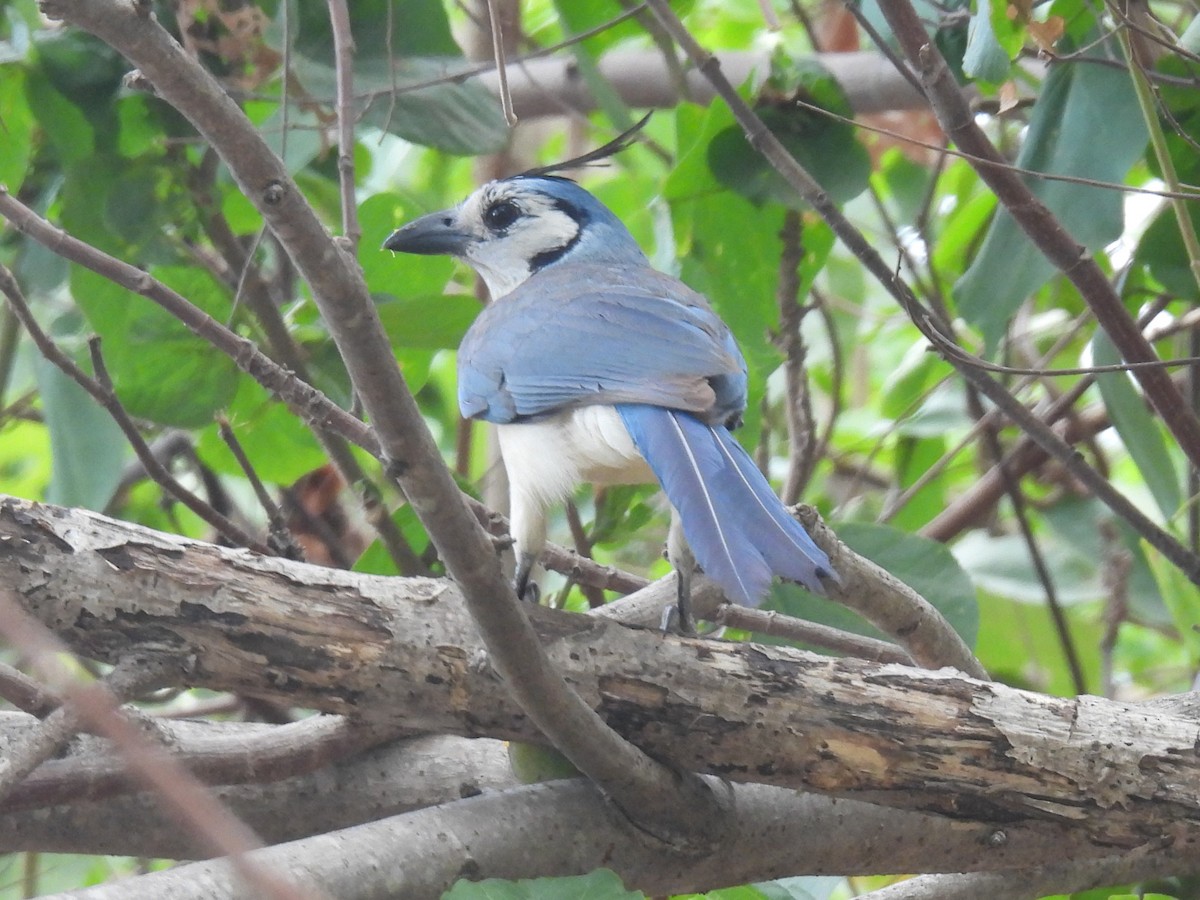 White-throated Magpie-Jay - ML617908605