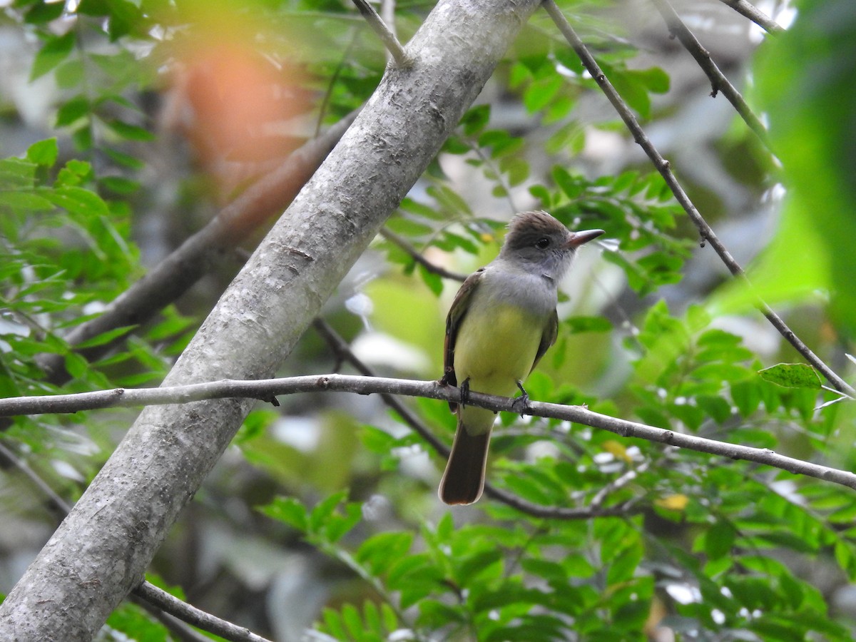 Great Crested Flycatcher - ML617908643
