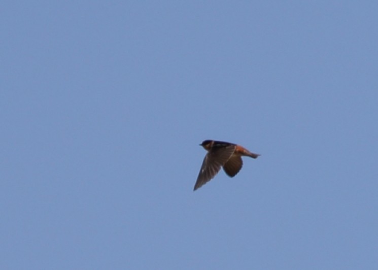 Cave Swallow - ML617908656