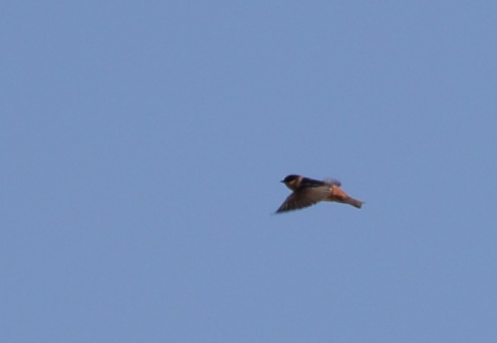 Cave Swallow - ML617908657