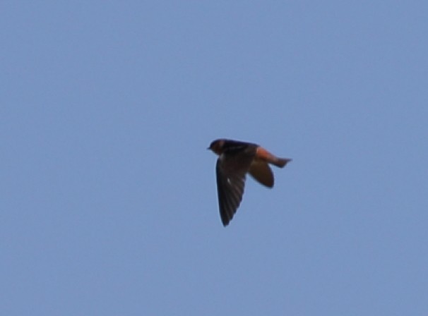 Cave Swallow - ML617908658