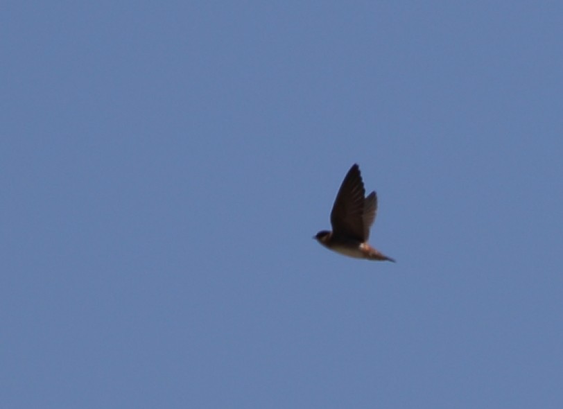 Cave Swallow - ML617908659