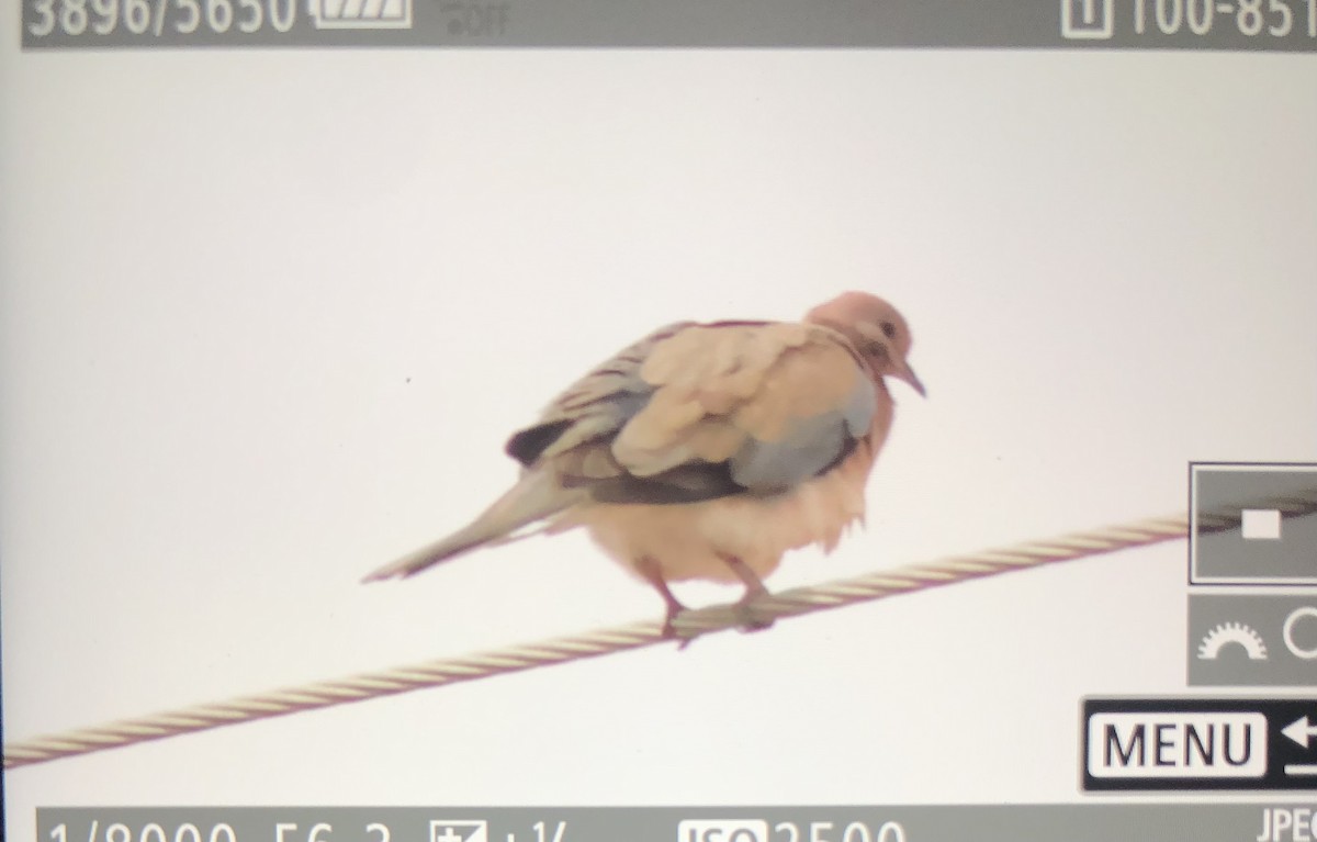 Laughing Dove - ML617908665