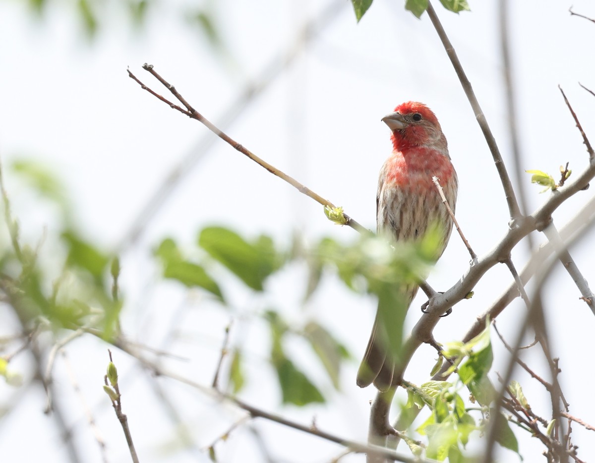 House Finch - Andy Gee