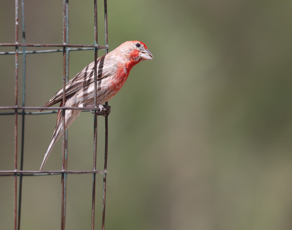 House Finch - Andy Gee