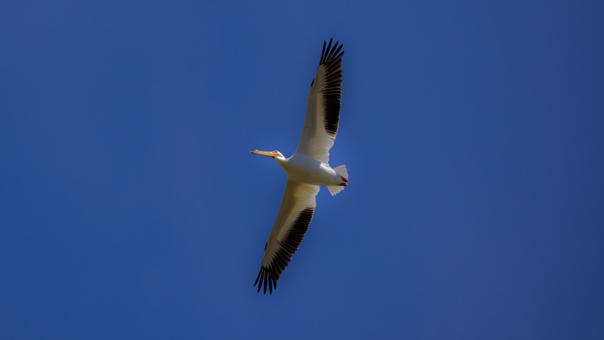 American White Pelican - ML617908783