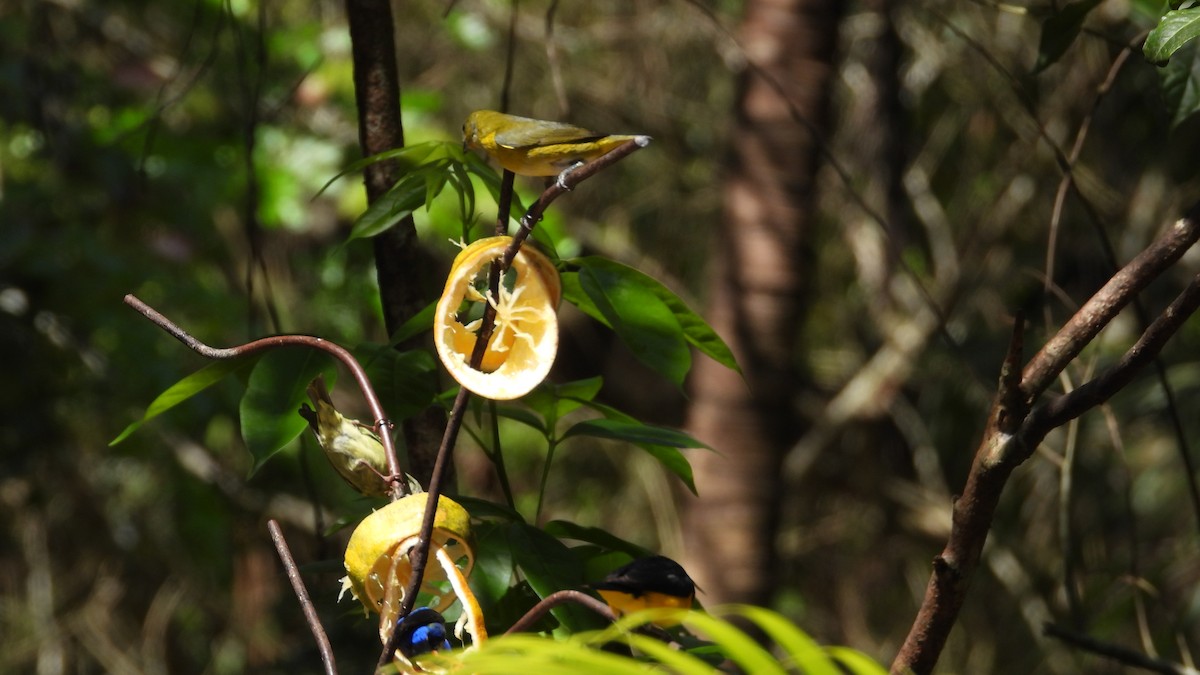 Yellow-throated Euphonia - Chuck Schussman