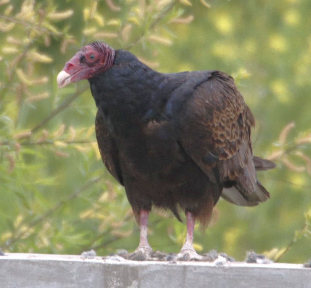 Turkey Vulture - Barry Spolter