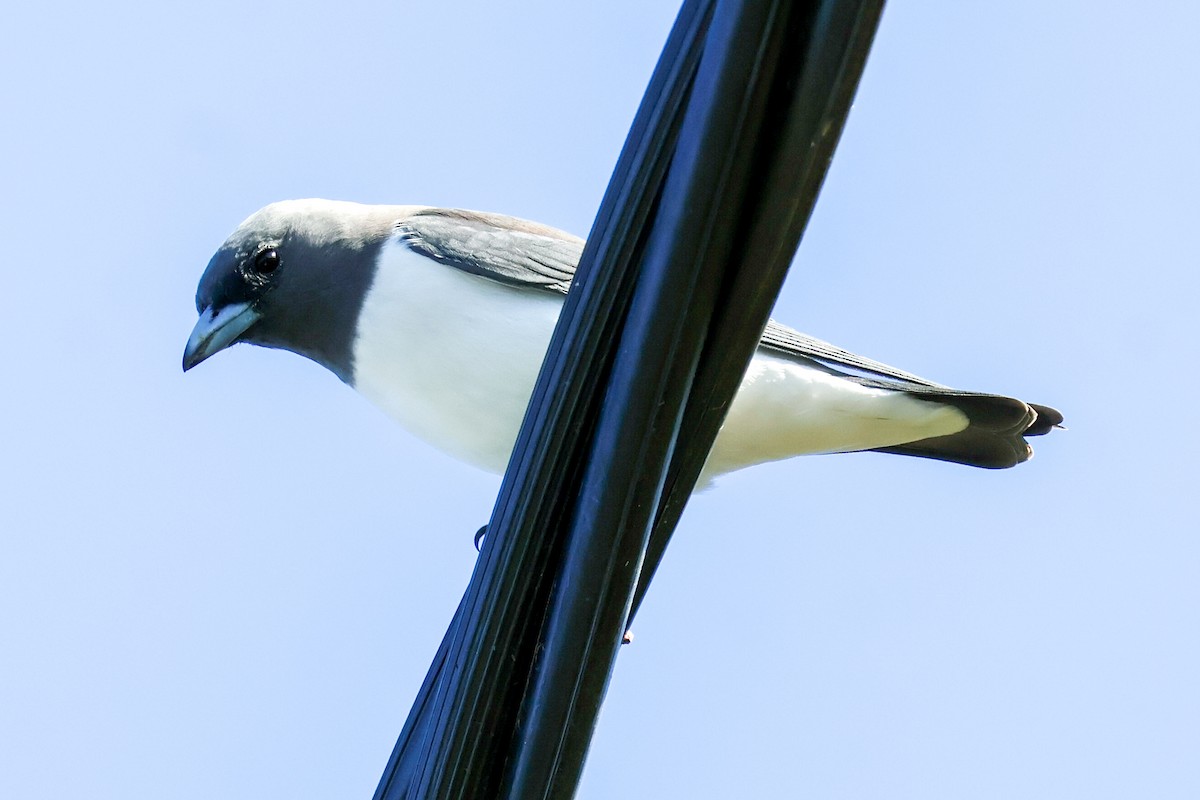 White-breasted Woodswallow - ML617908881